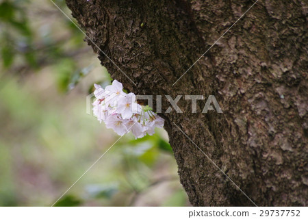 Cherry-blowing cherry tree Cherry-blowing cherry tree 29737752