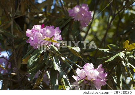 Rhododendron 29738020