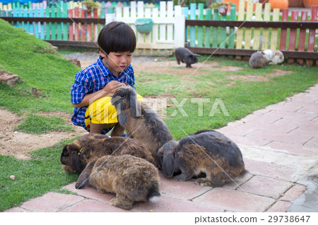 4 years asian kid play with group of brown rabbits 29738647