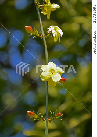 Great Plumeria (yellow plum pseudo) Great Plumeria (yellow plum pseudo) 29738695