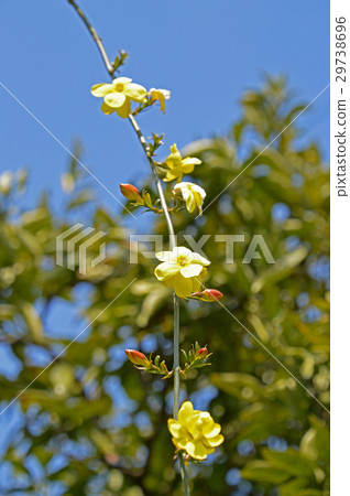 Great Plumeria (yellow plum pseudo) Great Plumeria (yellow plum pseudo) 29738696