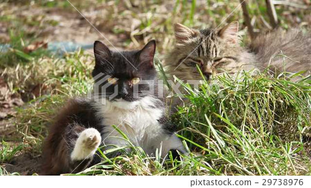 The cat pet domestic lies on the grass licks the The cat pet domestic lies on the grass licks the 29738976