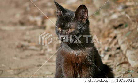 Old sick runny snot runny nose homeless cat Old sick runny snot runny nose homeless cat 29739021