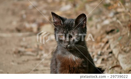 Old sick runny snot runny nose homeless cat Old sick runny snot runny nose homeless cat 29739022