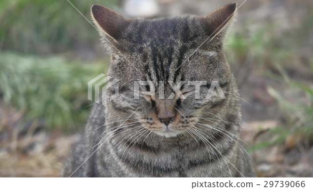 Cat closed his eyes sitting on the nature sad 29739066