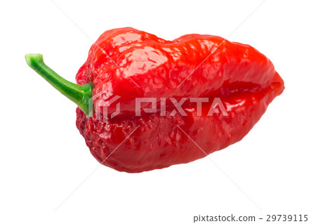 Bhut Jolokia ghost pepper, paths 29739115