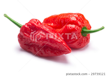 Bhut Jolokia ghost peppers, paths 29739121