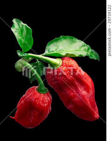 Bhut Jolokia ghost peppers, paths 29739122