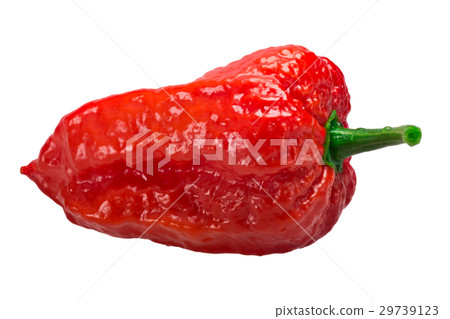 Bhut Jolokia ghost pepper, paths 29739123