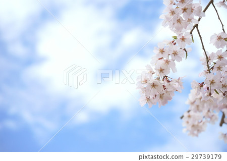 溫暖的春日·希望日·仰望櫻花8（右） 29739179