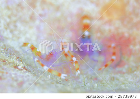 Violet boxer shrimp 29739978