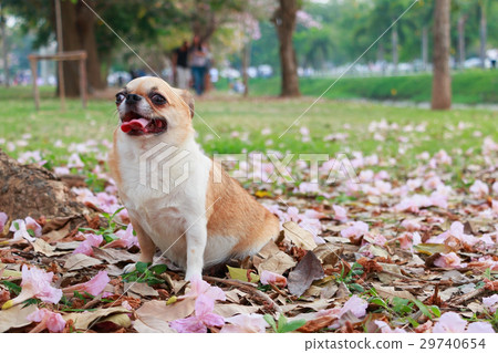 圖庫照片: chihuahua, small dog.