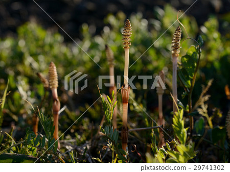 Tsukishi of the bank 29741302