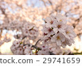 Cherry Blossoms	 29741659