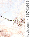 Cherry Blossoms	 29741669