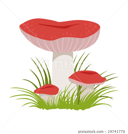 Russula xerampelina, edible forest mushrooms 29741778