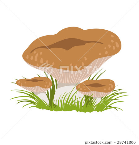 Rufous milkcap or lactarius rufus, edible forest Rufous milkcap or lactarius rufus, edible forest 29741800