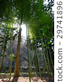  竹林 29741896