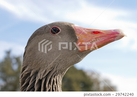 Wild goose head 29742240