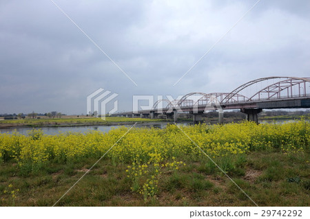 Rape flower of sword mizuhashi (from Ota City) Rape flower of sword mizuhashi (from Ota City) 29742292
