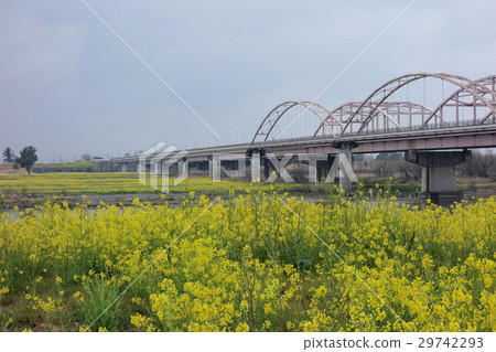 Rape flower of sword mizuhashi (from Ota City) Rape flower of sword mizuhashi (from Ota City) 29742293