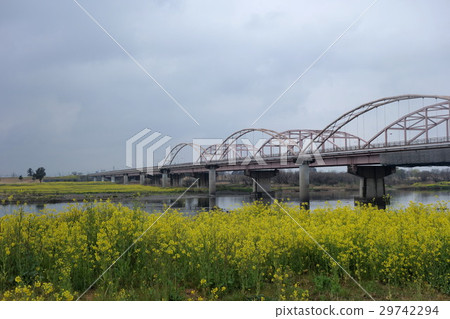 Rape flower of sword mizuhashi (from Ota City) Rape flower of sword mizuhashi (from Ota City) 29742294