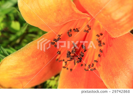 木棉花 木棉花 29742868