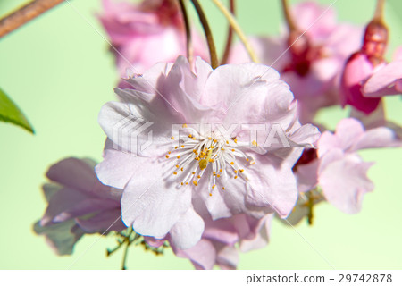 仙台超櫻花 29742878