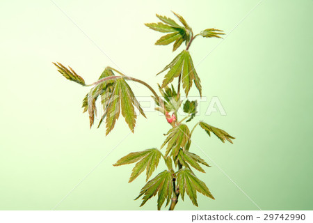 Momiji sprout fresh green Momiji sprout fresh green 29742990