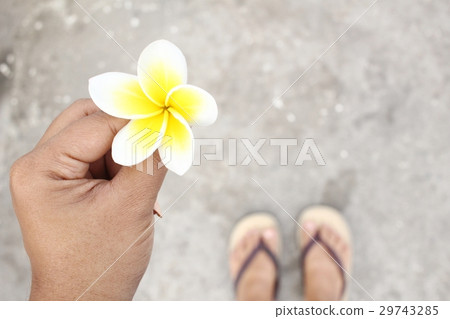 Frangipani flower on hands Frangipani flower on hands 29743285
