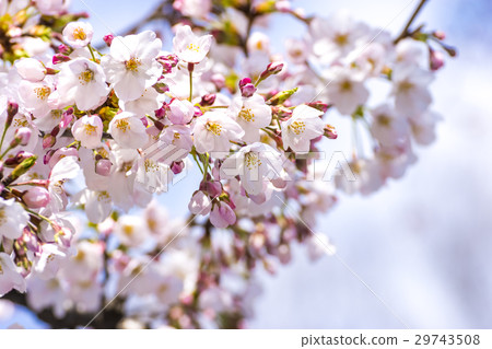 櫻花在春天盛開東京 櫻花在春天盛開東京 29743508
