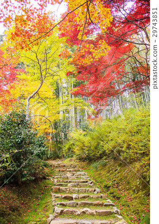Najin-an花園，秋葉和竹林 29743851