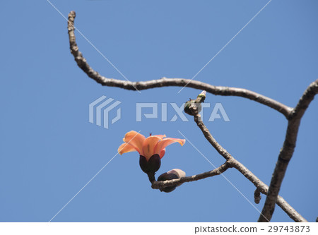 木棉花 29743873