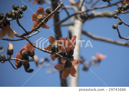 木棉花 木棉花 29743886