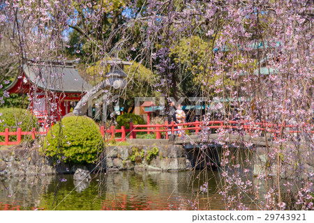 Cherry blossom Mishima Taisha Cherry blossom Mishima Taisha 29743921
