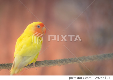 Parrot 29744197