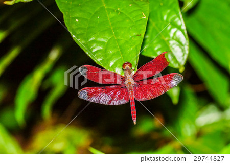 Red dragonfly Red dragonfly 29744827