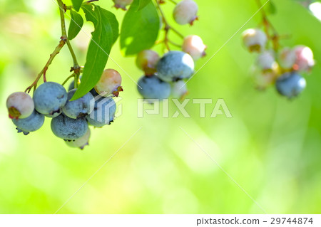 Patriot Patriot 29744874