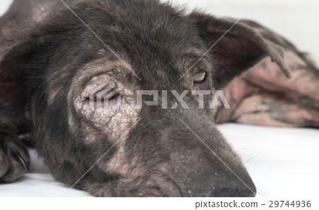 Closeup face of dog sick leprosy skin problem  29744936