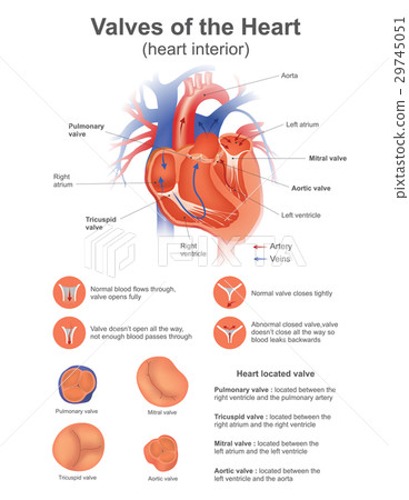 Valve of the Heart. 29745051