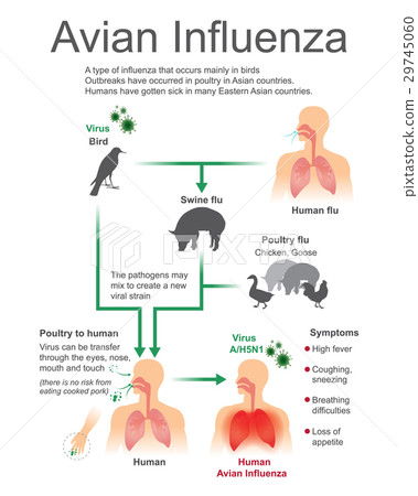 Avian Influenza.Virus Bird, Vector, Illustration. Avian Influenza.Virus Bird, Vector, Illustration. 29745060