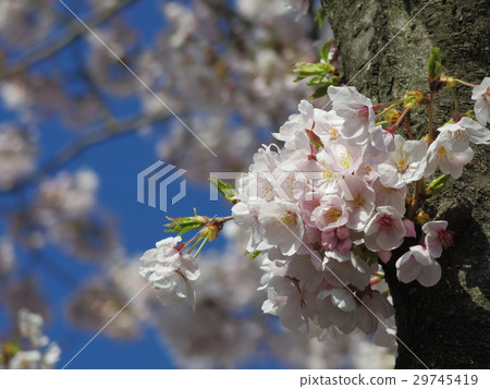Sakura ~ Light and Shadow Sakura ~ Light and Shadow 29745419