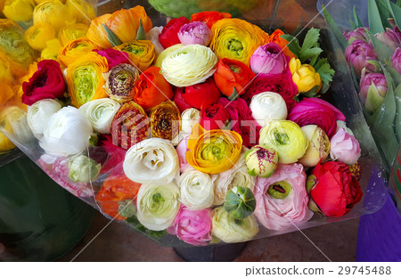 Bouquet of ranunculus colorful flowers Bouquet of ranunculus colorful flowers 29745488