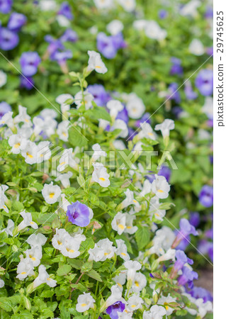 Torenia or Wishbone flower. 29745625