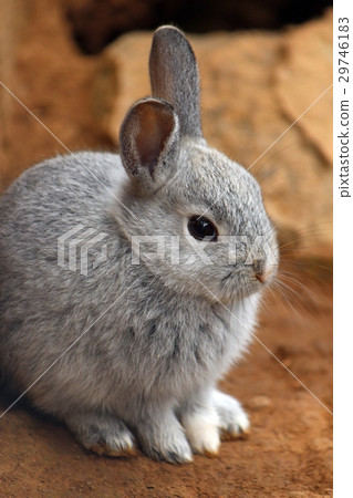 兒童兔 29746183