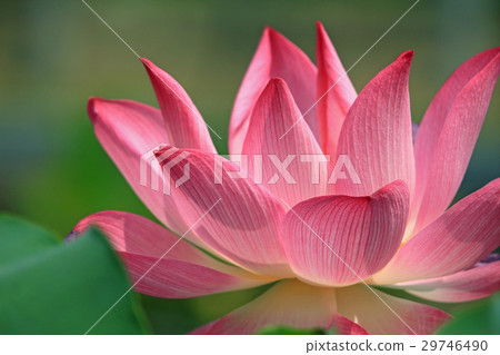 Pink lotus flower blossom 29746490