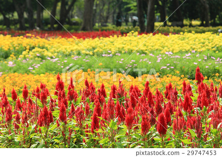 Flowers in the tropical garden 29747453