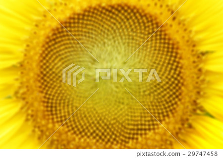 Abstract blurred flower background 29747458