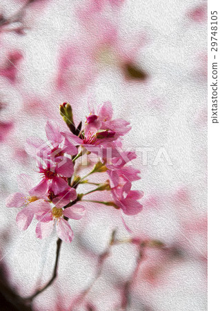 櫻花,花,早春,櫻花,花,春天,櫻桃,花,早春, 櫻花,花,早春,櫻花,花,春天,櫻桃,花,早春, 29748105