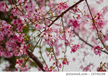 櫻花,花,早春,櫻花,花,春天,櫻桃,花,早春, 櫻花,花,早春,櫻花,花,春天,櫻桃,花,早春, 29748106